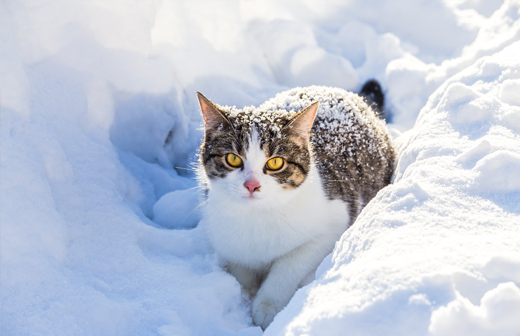 Quelles sont les maladies les plus fréquentes chez le chat durant l'hiver ? 